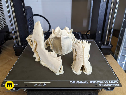 Wolf Skull (Canis Lupus)