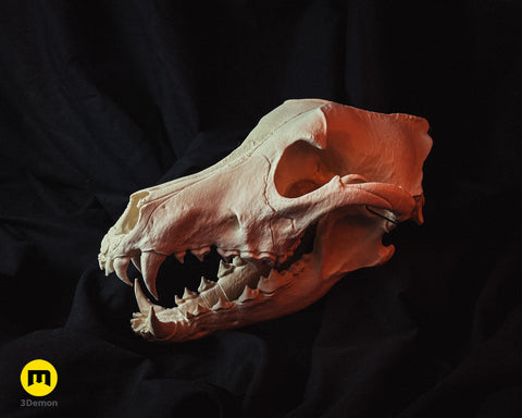 Wolf Skull (Canis Lupus)
