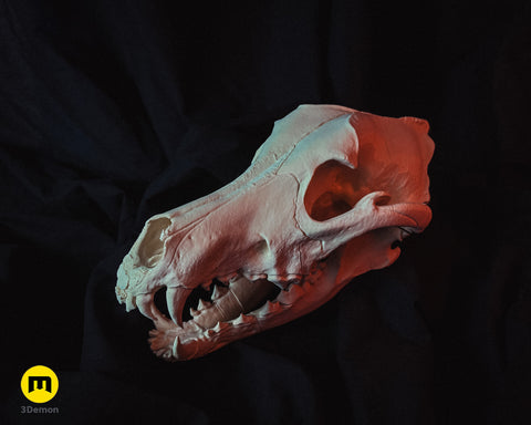 Wolf Skull (Canis Lupus)