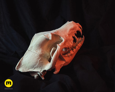Wolf Skull (Canis Lupus)