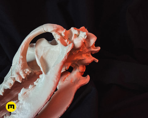 Wolf Skull (Canis Lupus)
