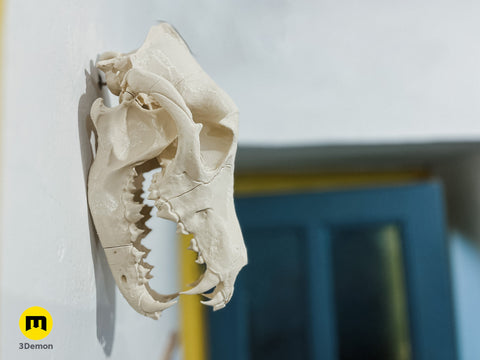 Wolf Skull (Canis Lupus)