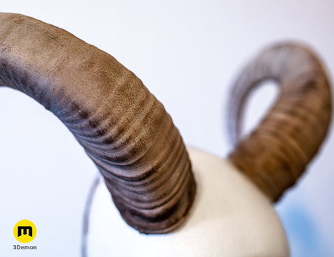 Mouflon horns