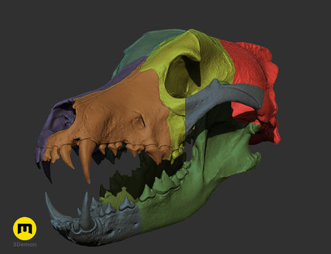 Wolf Skull (Canis Lupus)