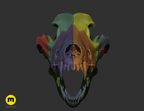 Wolf Skull (Canis Lupus)