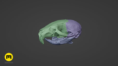 Mouse Skull (Mus Musculus)