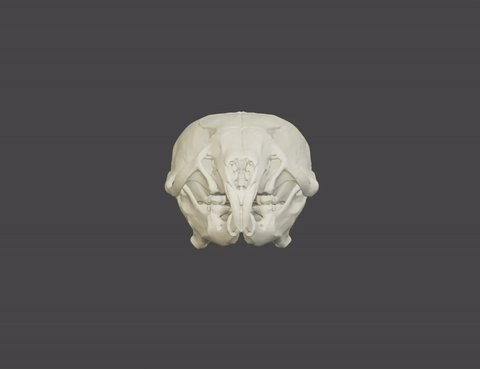 Mouse Skull (Mus Musculus)