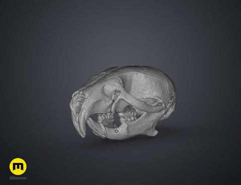 Mouse Skull (Mus Musculus)