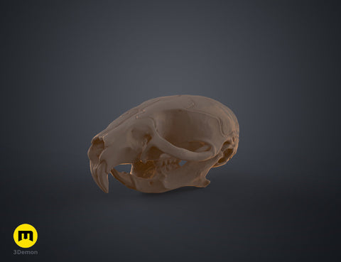 Mouse Skull (Mus Musculus)