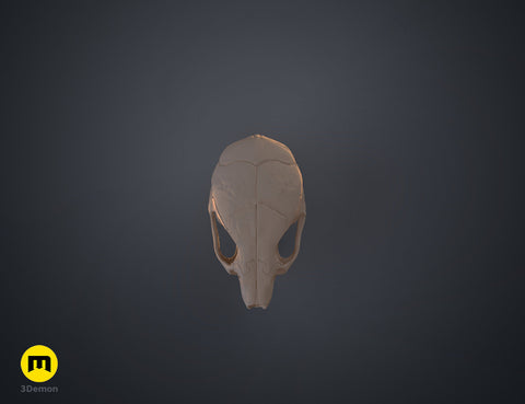 Mouse Skull (Mus Musculus)