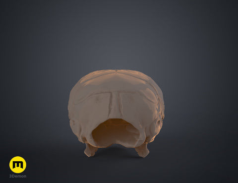 Mouse Skull (Mus Musculus)