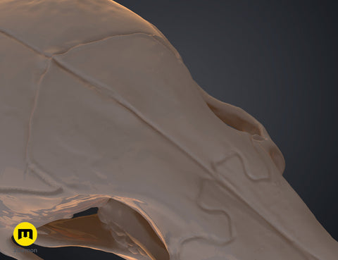 Mouse Skull (Mus Musculus)