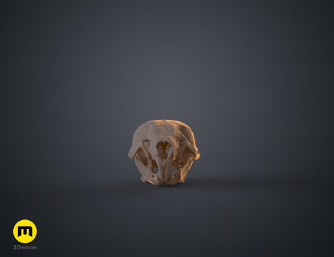 Mouse Skull (Mus Musculus)