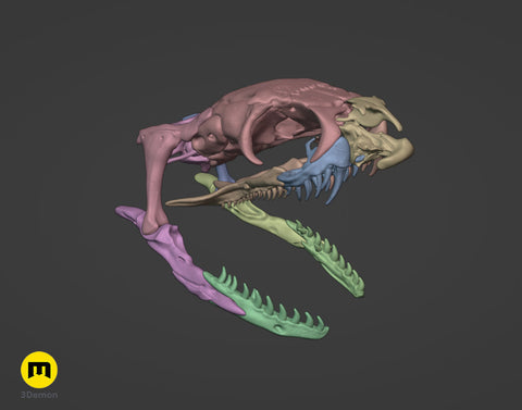 Cobra Snake Skull
