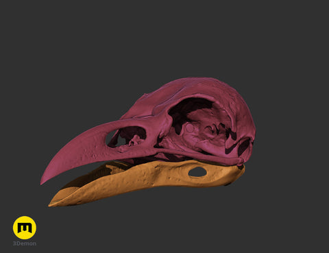 Rook Skull (Corvus Frugilegus)