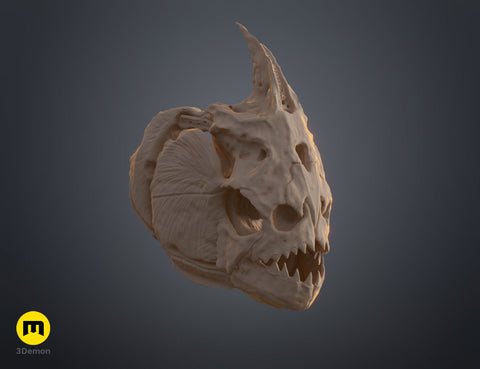 Piranha Skull (Pygocentrus Nattereri)