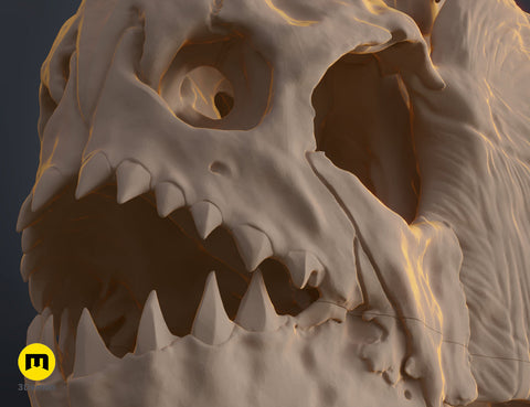 Piranha Skull (Pygocentrus Nattereri)