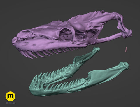 Python Snake Skull