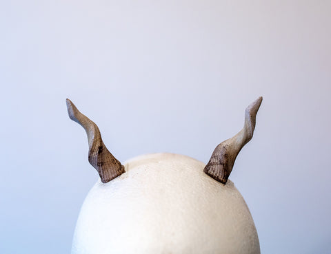 Small antelope horns