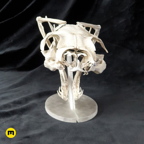 Gaboon Viper Snake Skull