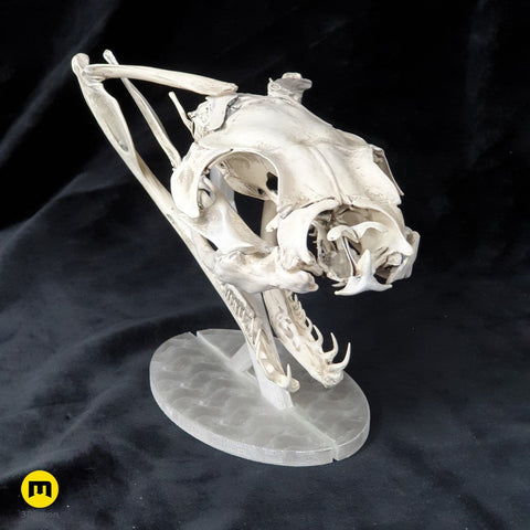 Gaboon Viper Snake Skull