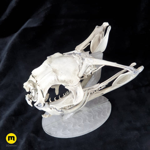 Gaboon Viper Snake Skull