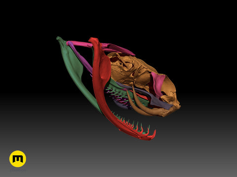 Gaboon Viper Snake Skull