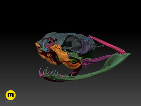 Gaboon Viper Snake Skull