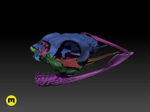 Gaboon Viper Snake Skull
