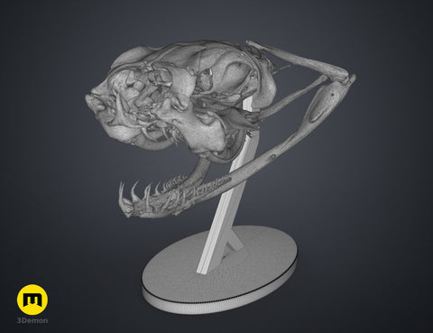 Gaboon Viper Snake Skull