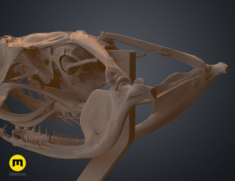 Gaboon Viper Snake Skull