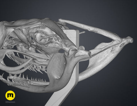 Gaboon Viper Snake Skull