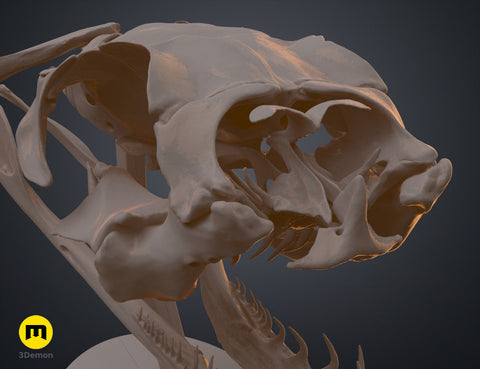 Gaboon Viper Snake Skull