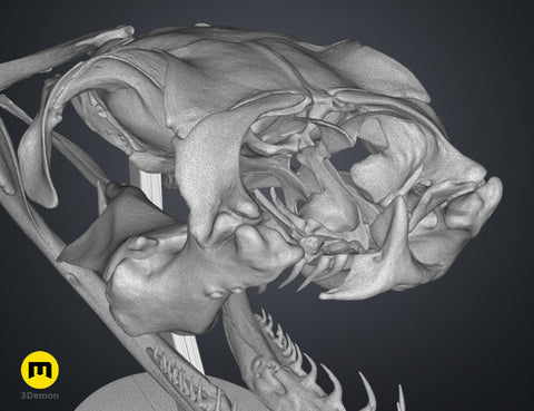 Gaboon Viper Snake Skull