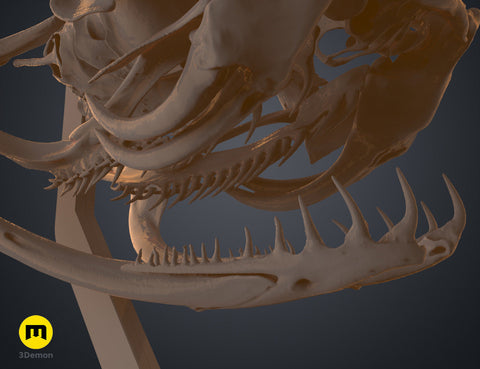 Gaboon Viper Snake Skull