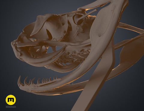 Gaboon Viper Snake Skull