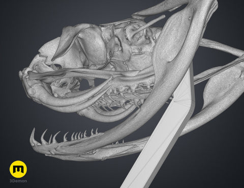 Gaboon Viper Snake Skull