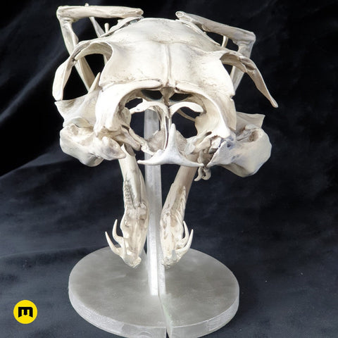Gaboon Viper Snake Skull