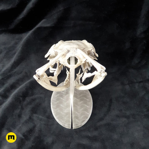 Gaboon Viper Snake Skull