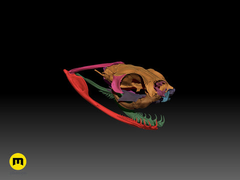 Gaboon Viper Snake Skull