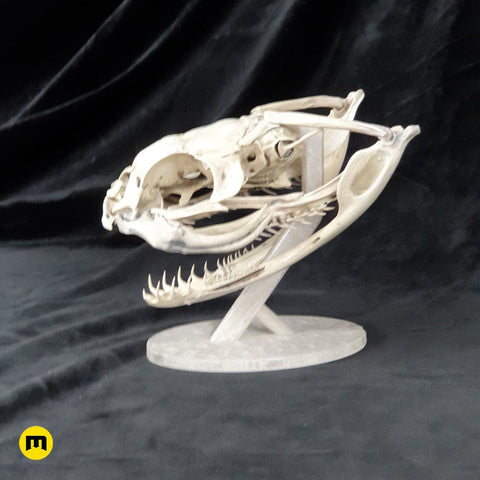 Gaboon Viper Snake Skull