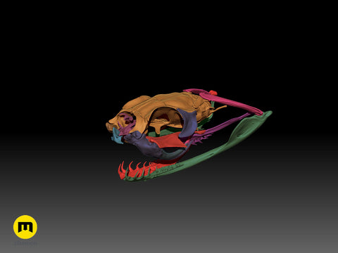 Gaboon Viper Snake Skull