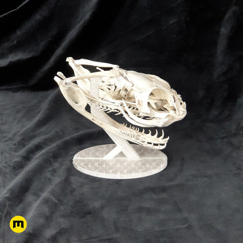 Gaboon Viper Snake Skull