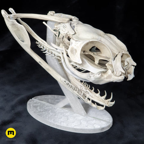 Gaboon Viper Snake Skull