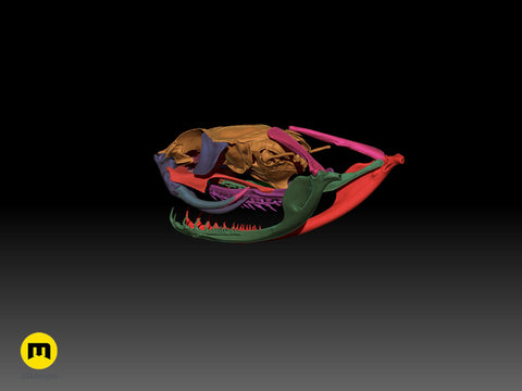 Gaboon Viper Snake Skull