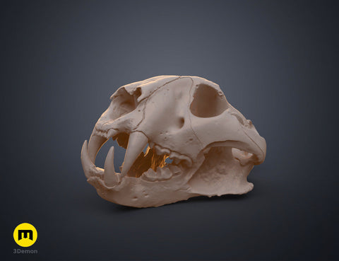Tiger Skull (Panthera Tigris Tigris)