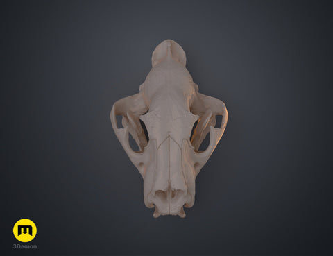 Tiger Skull (Panthera Tigris Tigris)