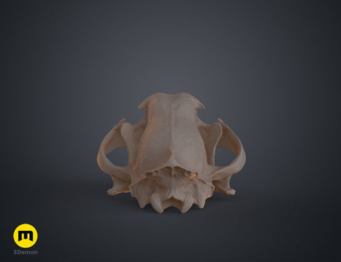 Tiger Skull (Panthera Tigris Tigris)