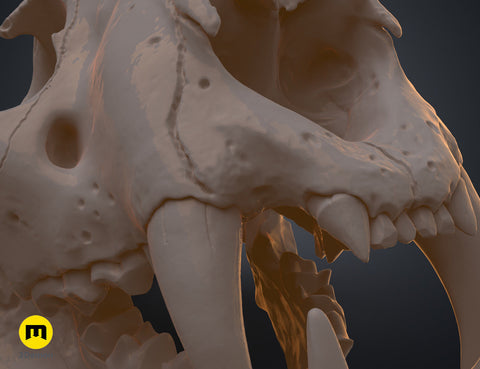 Tiger Skull (Panthera Tigris Tigris)