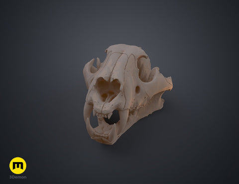 Tiger Skull (Panthera Tigris Tigris)